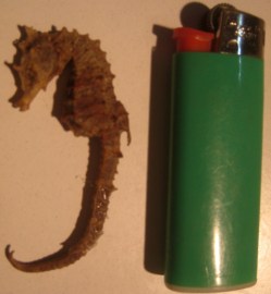 CABALLITO